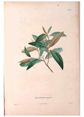 Reproducción/Reproduction 48979127323: Monographie des melastomacées,. Londres,Gide,1833.. 