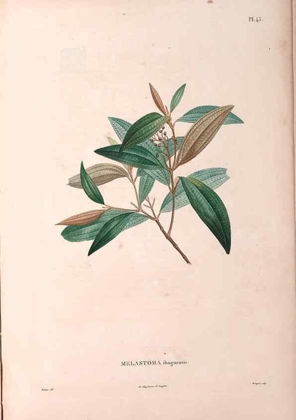 Reproducción/Reproduction 48979127323: Monographie des melastomacées,. Londres,Gide,1833.. 