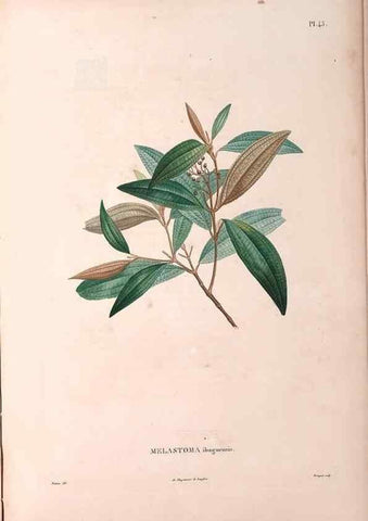 Reproducción/Reproduction 48979127323: Monographie des melastomacées,. Londres,Gide,1833.. 