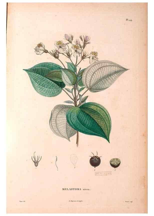 Reproducción/Reproduction 48979865227: Monographie des melastomacées,. Londres,Gide,1833.. 