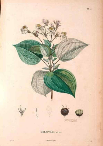 Reproducción/Reproduction 48979865227: Monographie des melastomacées,. Londres,Gide,1833.. 