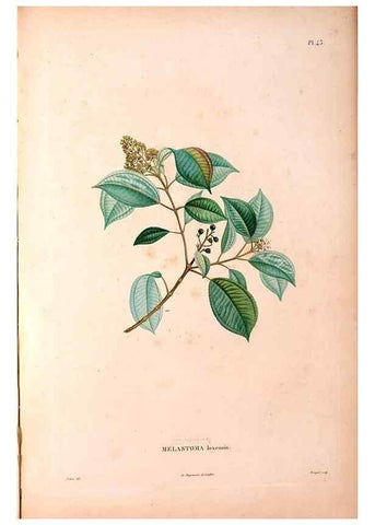 Reproducción/Reproduction 48979126763: Monographie des melastomacées,. Londres,Gide,1833.. 