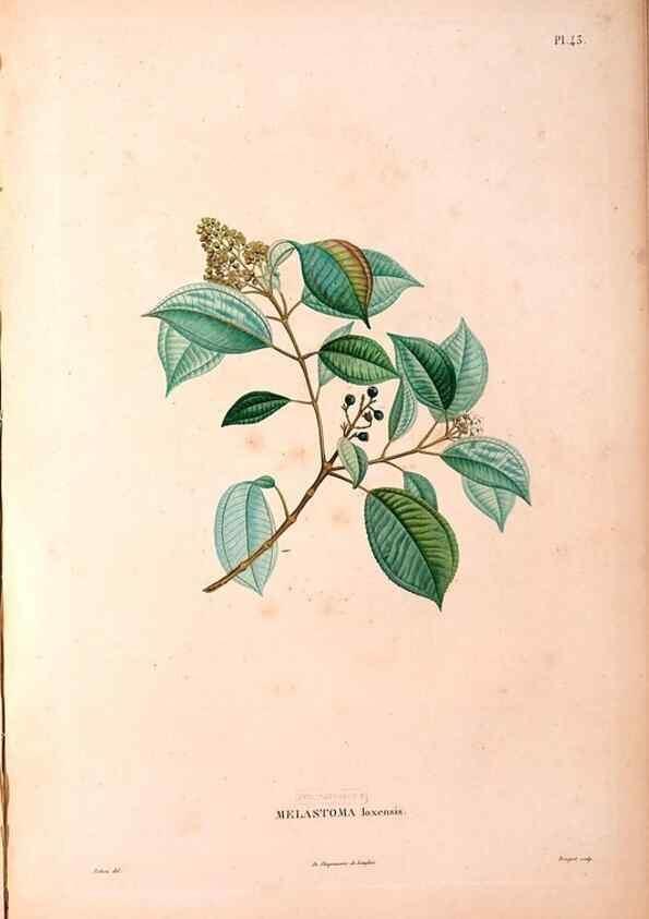 Reproducción/Reproduction 48979126763: Monographie des melastomacées,. Londres,Gide,1833.. 