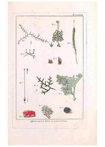 Reproducción/Reproduction 48975834351: Le grand jardin de l'univers,. Paris,Chez l'auteur,1785-1791.. 