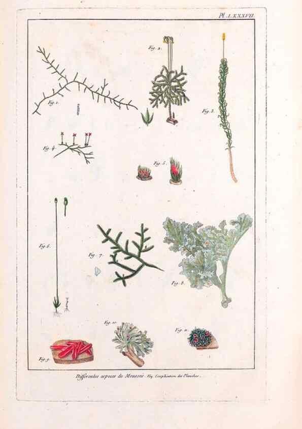 Reproducción/Reproduction 48975834351: Le grand jardin de l'univers,. Paris,Chez l'auteur,1785-1791.. 
