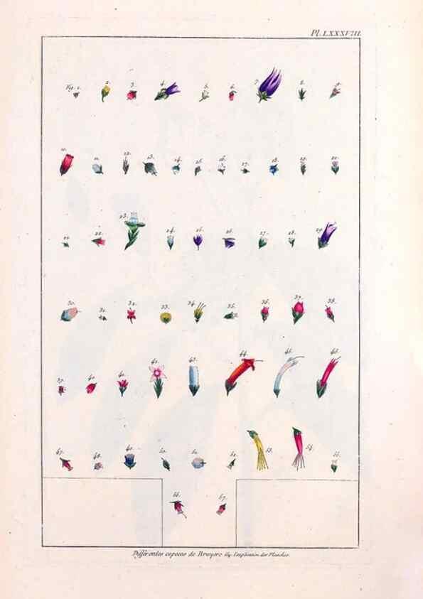 Reproducción/Reproduction 48975285093: Le grand jardin de l'univers,. Paris,Chez l'auteur,1785-1791.. 