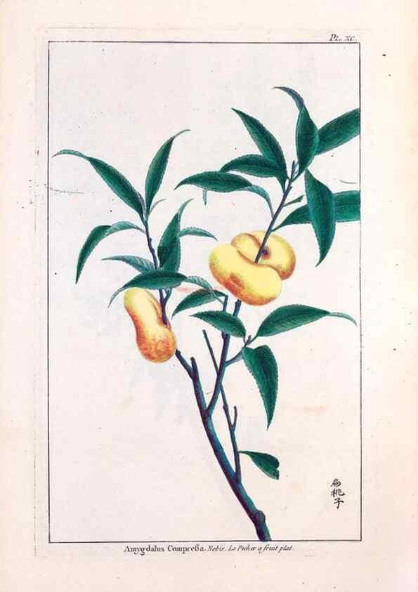 Reproducción/Reproduction 48975835826: Le grand jardin de l'univers,. Paris,Chez l'auteur,1785-1791.. 