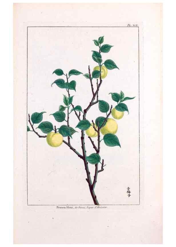 Reproducción/Reproduction 48975287728: Le grand jardin de l'univers,. Paris,Chez l'auteur,1785-1791.. 