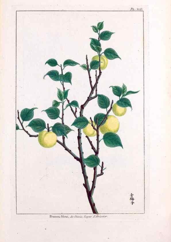 Reproducción/Reproduction 48975287728: Le grand jardin de l'univers,. Paris,Chez l'auteur,1785-1791.. 