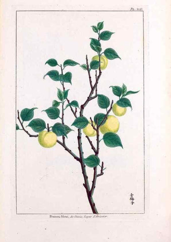 Reproducción/Reproduction 48975287728: Le grand jardin de l'univers,. Paris,Chez l'auteur,1785-1791.. 