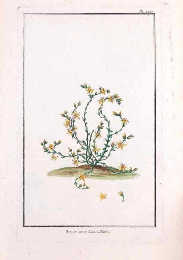 Reproducción/Reproduction 48975837661: Le grand jardin de l'univers,. Paris,Chez l'auteur,1785-1791.. 