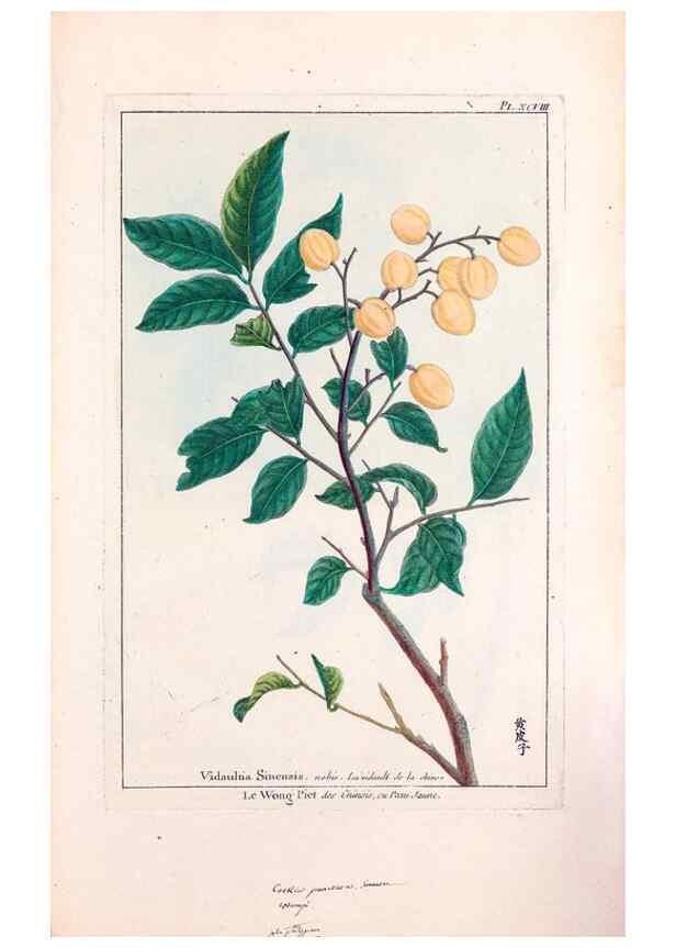 Reproducción/Reproduction 48975838446: Le grand jardin de l'univers,. Paris,Chez l'auteur,1785-1791.. 