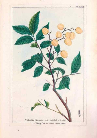 Reproducción/Reproduction 48975838446: Le grand jardin de l'univers,. Paris,Chez l'auteur,1785-1791.. 