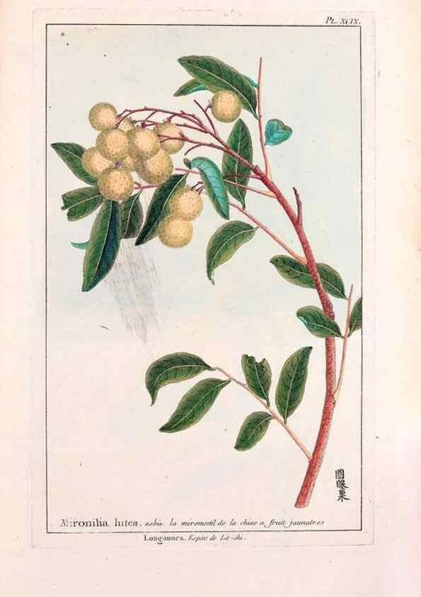 Reproducción/Reproduction 48975289258: Le grand jardin de l'univers,. Paris,Chez l'auteur,1785-1791.. 