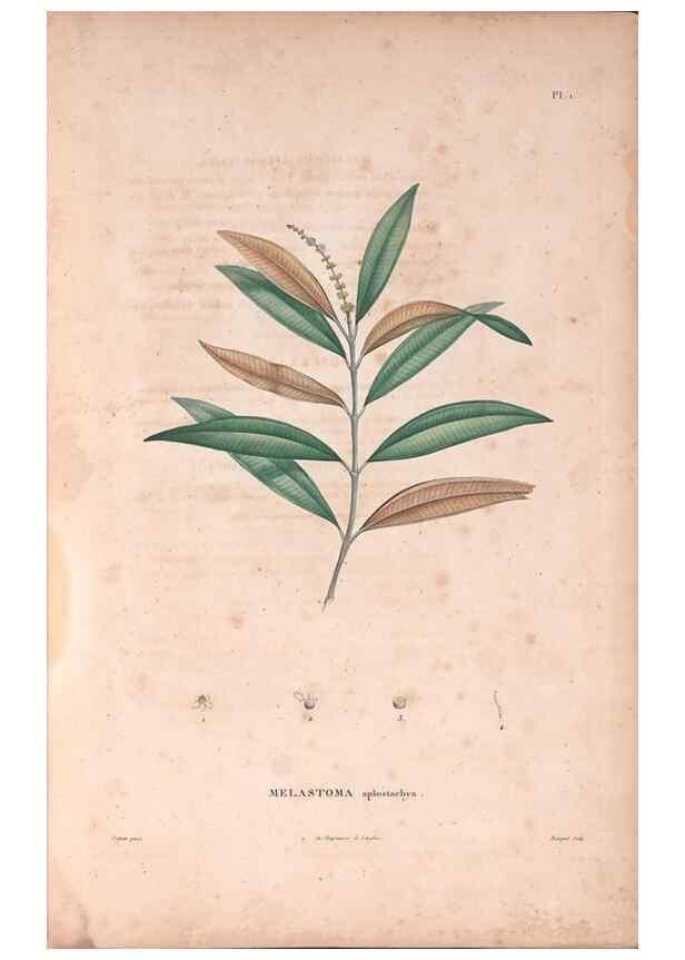 Reproducción/Reproduction 48979107993: Monographie des melastomacées,. Londres,Gide,1833.. 