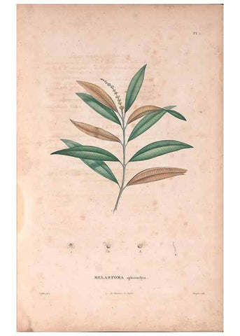 Reproducción/Reproduction 48979107993: Monographie des melastomacées,. Londres,Gide,1833.. 