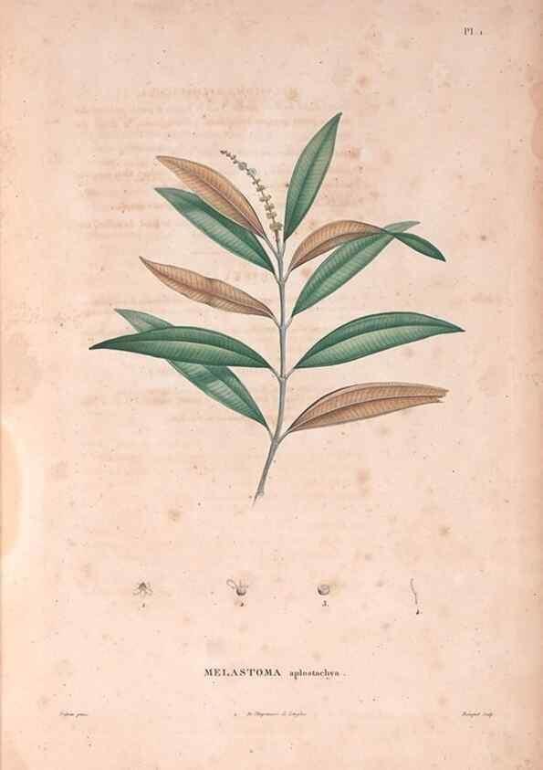 Reproducción/Reproduction 48979107993: Monographie des melastomacées,. Londres,Gide,1833.. 