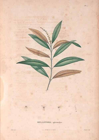 Reproducción/Reproduction 48979107993: Monographie des melastomacées,. Londres,Gide,1833.. 
