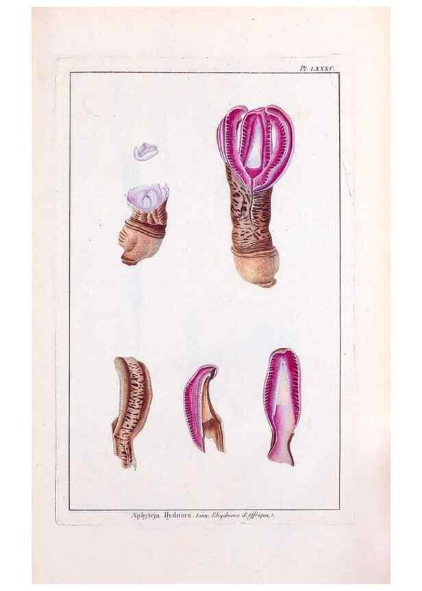 Reproducción/Reproduction 48976014247: Le grand jardin de l'univers,. Paris,Chez l'auteur,1785-1791.. 