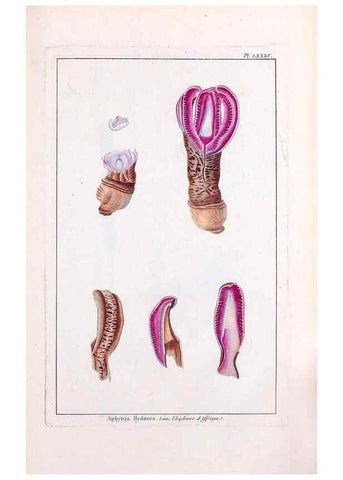 Reproducción/Reproduction 48976014247: Le grand jardin de l'univers,. Paris,Chez l'auteur,1785-1791.. 