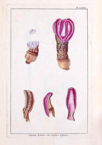 Reproducción/Reproduction 48976014247: Le grand jardin de l'univers,. Paris,Chez l'auteur,1785-1791.. 
