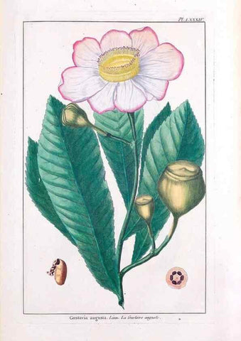 Reproducción/Reproduction 48975833216: Le grand jardin de l'univers,. Paris,Chez l'auteur,1785-1791.. 