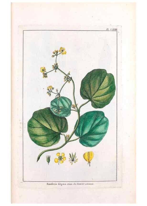 Reproducción/Reproduction 48976007052: Le grand jardin de l'univers,. Paris,Chez l'auteur,1785-1791.. 