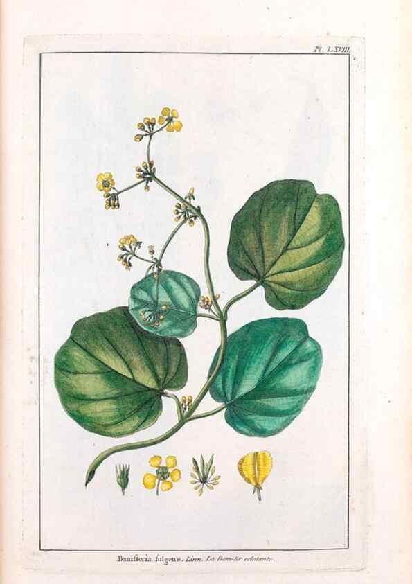 Reproducción/Reproduction 48976007052: Le grand jardin de l'univers,. Paris,Chez l'auteur,1785-1791.. 