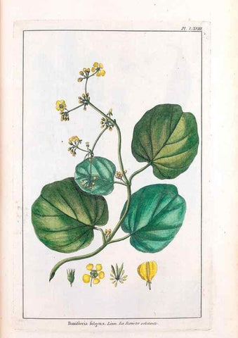 Reproducción/Reproduction 48976007052: Le grand jardin de l'univers,. Paris,Chez l'auteur,1785-1791.. 