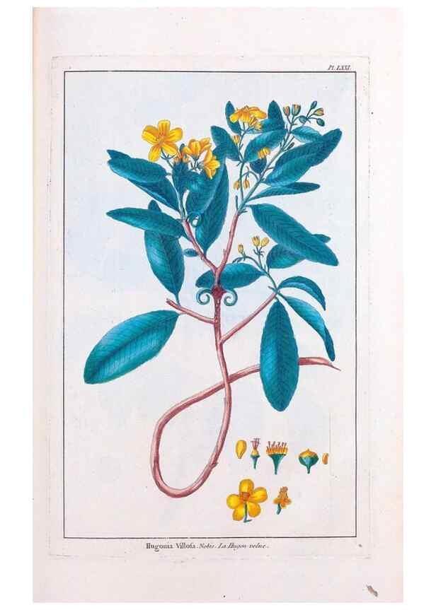 Reproducción/Reproduction 48975278028: Le grand jardin de l'univers,. Paris,Chez l'auteur,1785-1791.. 