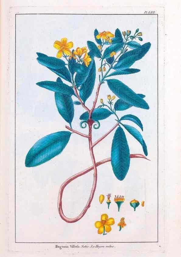 Reproducción/Reproduction 48975278028: Le grand jardin de l'univers,. Paris,Chez l'auteur,1785-1791.. 