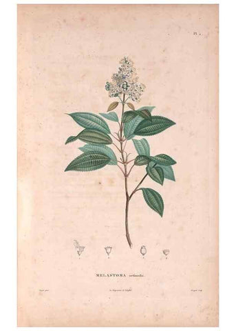 Reproducción/Reproduction 48979846762: Monographie des melastomacées,. Londres,Gide,1833.. 