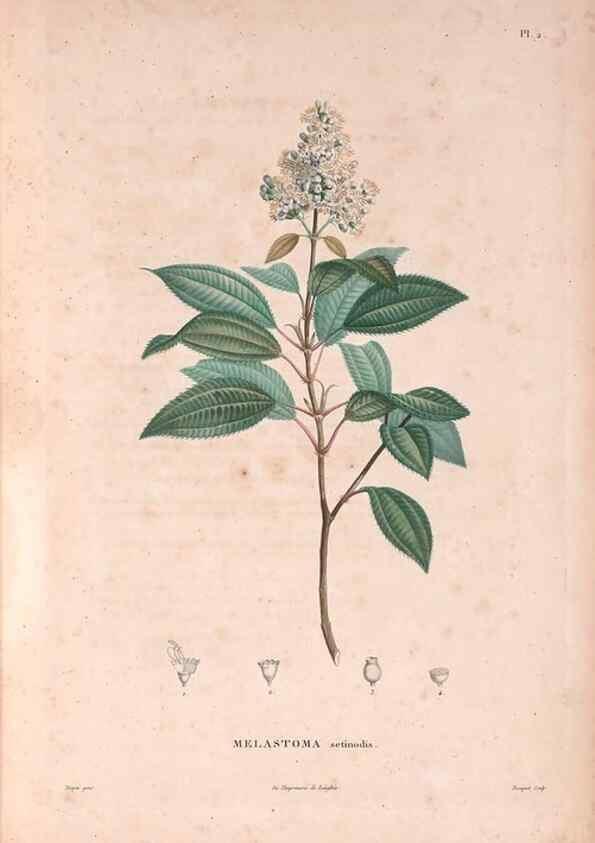 Reproducción/Reproduction 48979846762: Monographie des melastomacées,. Londres,Gide,1833.. 
