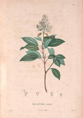 Reproducción/Reproduction 48979846762: Monographie des melastomacées,. Londres,Gide,1833.. 