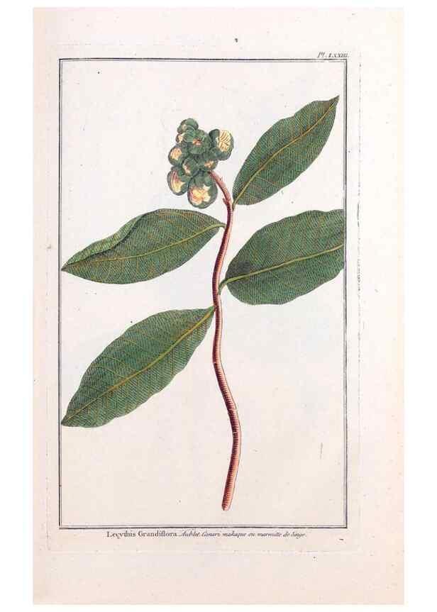 Reproducción/Reproduction 48976009607: Le grand jardin de l'univers,. Paris,Chez l'auteur,1785-1791.. 