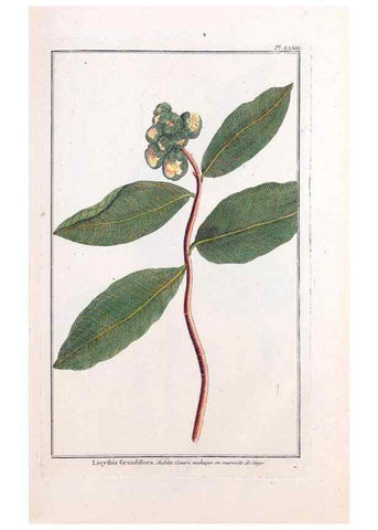 Reproducción/Reproduction 48976009607: Le grand jardin de l'univers,. Paris,Chez l'auteur,1785-1791.. 