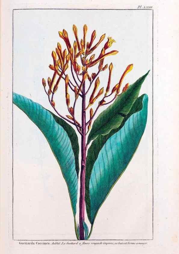 Reproducción/Reproduction 48975280578: Le grand jardin de l'univers,. Paris,Chez l'auteur,1785-1791.. 