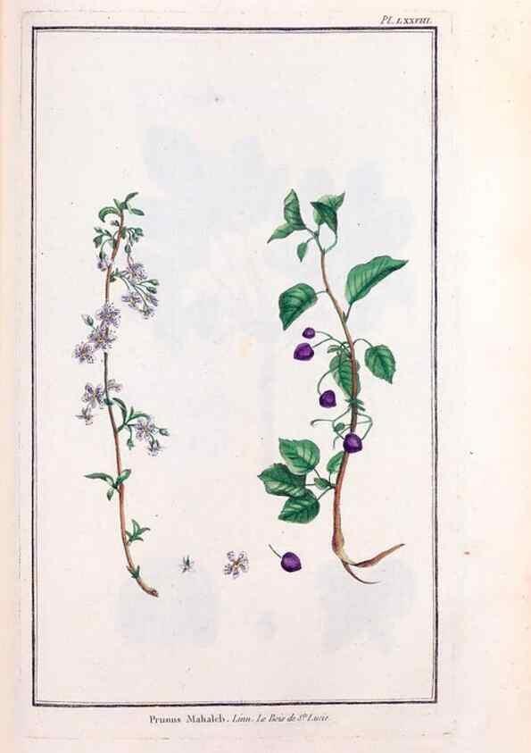 Reproducción/Reproduction 48976011587: Le grand jardin de l'univers,. Paris,Chez l'auteur,1785-1791.. 