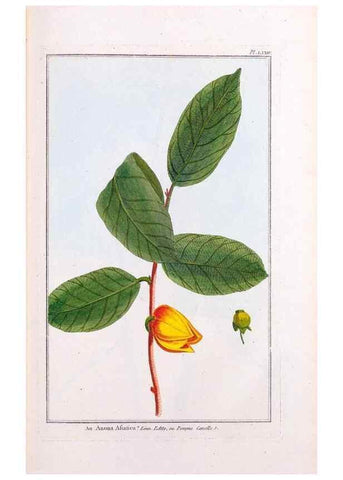 Reproducción/Reproduction 48975279243: Le grand jardin de l'univers,. Paris,Chez l'auteur,1785-1791.. 