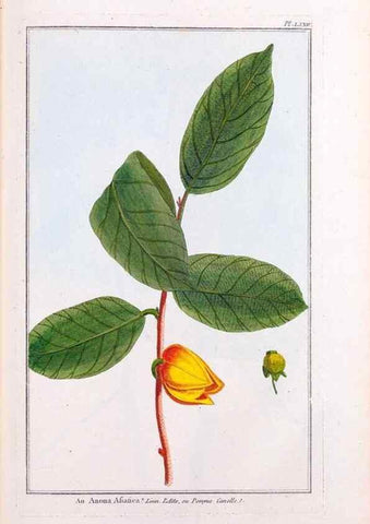 Reproducción/Reproduction 48975279243: Le grand jardin de l'univers,. Paris,Chez l'auteur,1785-1791.. 
