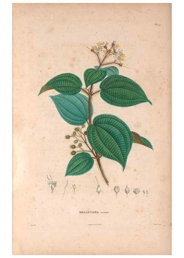Reproducción/Reproduction 48979667826: Monographie des melastomacées,. Londres,Gide,1833.. 