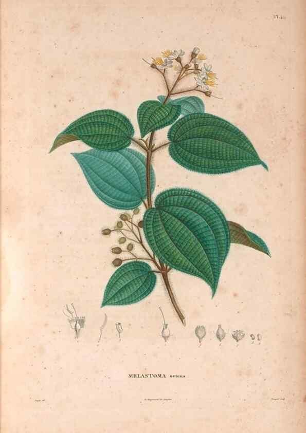 Reproducción/Reproduction 48979667826: Monographie des melastomacées,. Londres,Gide,1833.. 