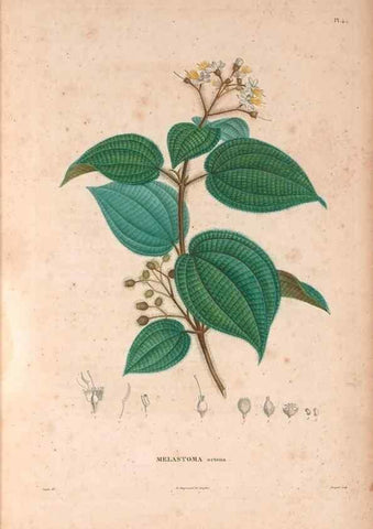Reproducción/Reproduction 48979667826: Monographie des melastomacées,. Londres,Gide,1833.. 
