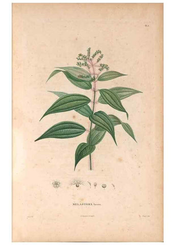 Reproducción/Reproduction 48979847277: Monographie des melastomacées,. Londres,Gide,1833.. 