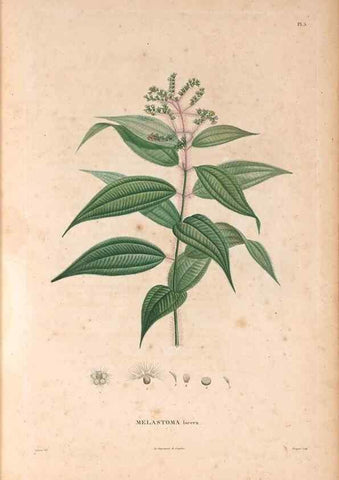 Reproducción/Reproduction 48979847277: Monographie des melastomacées,. Londres,Gide,1833.. 