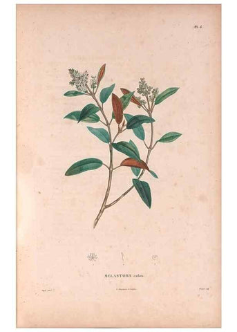 Reproducción/Reproduction 48979668401: Monographie des melastomacées,. Londres,Gide,1833.. 