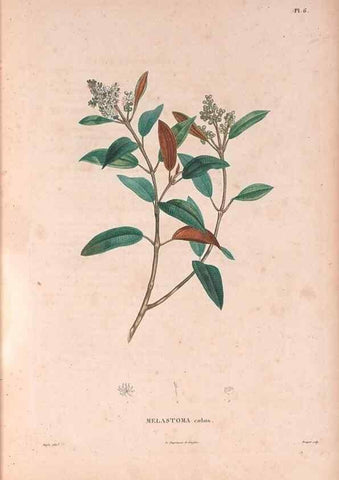 Reproducción/Reproduction 48979668401: Monographie des melastomacées,. Londres,Gide,1833.. 