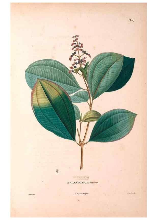 Reproducción/Reproduction 48979113813: Monographie des melastomacées,. Londres,Gide,1833.. 