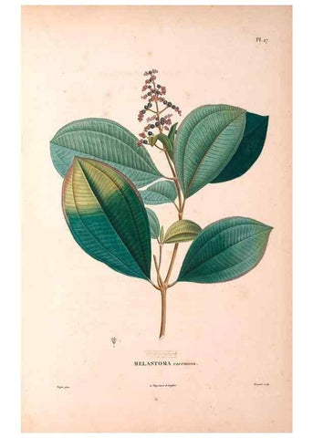 Reproducción/Reproduction 48979113813: Monographie des melastomacées,. Londres,Gide,1833.. 