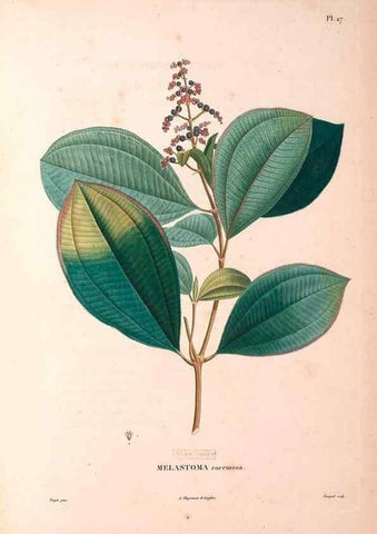 Reproducción/Reproduction 48979113813: Monographie des melastomacées,. Londres,Gide,1833.. 